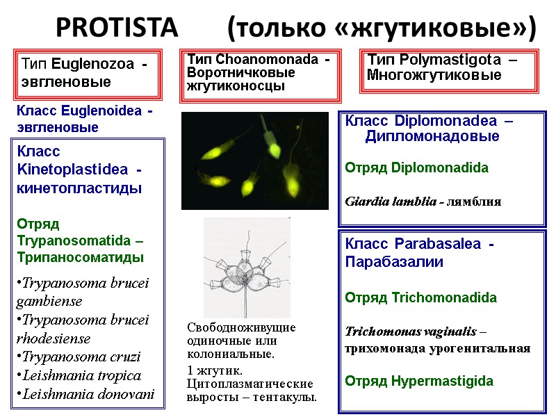 PROTISTA       (только «жгутиковые») Класс Diplomonadea – Дипломонадовые 